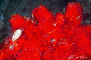 Crab and red coral/Photographed with a 100 mm macro lens ... by Laurie Slawson 